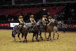 Quadrille - 00705